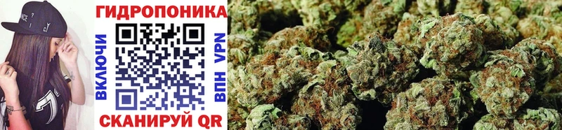 blacksprut ссылки Малгобек Каннабис сатива
